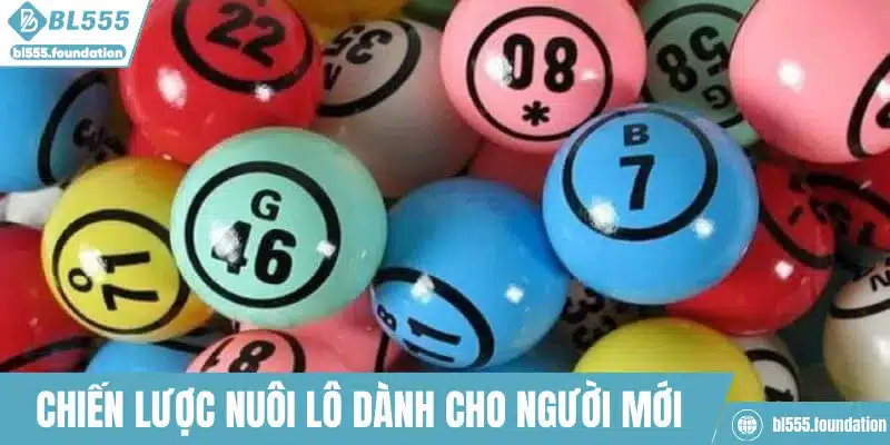 Chiến lược nuôi lô dành cho người mới